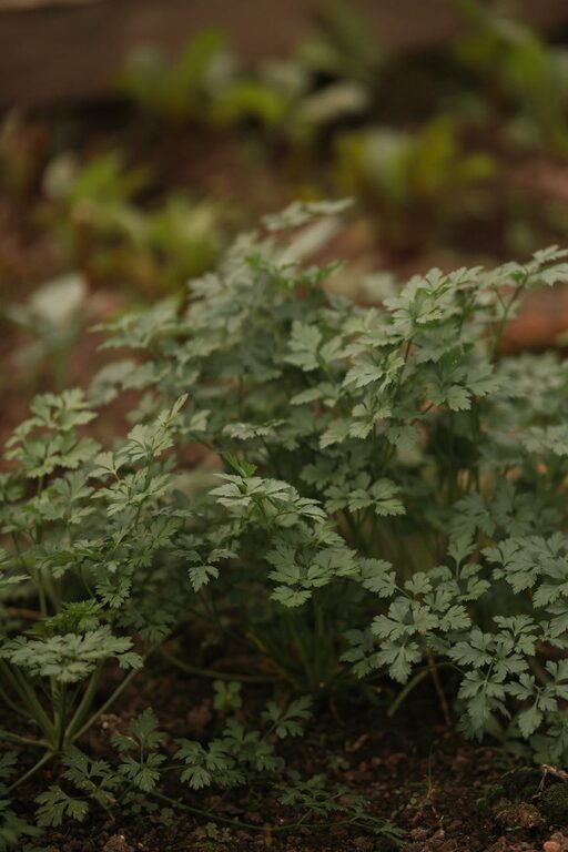 Tips for Creating a Sustainable Home Garden Throughout the Year